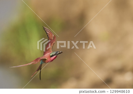Southern Carmine Bee-eater in flight hunting insects 129948610