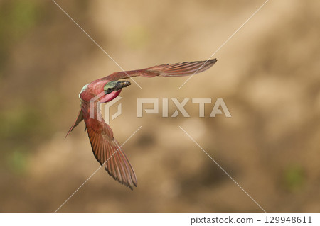Southern Carmine Bee-eater in flight hunting insects 129948611