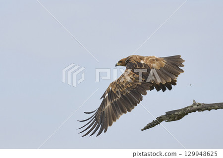 Tawny eagle taking off 129948625