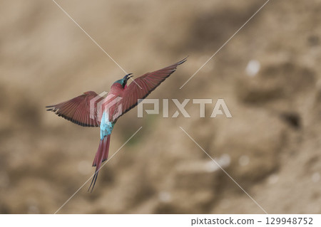 Colony of Southern Carmine Bee-eater Colony of Southern Carmine Bee-eater 129948752
