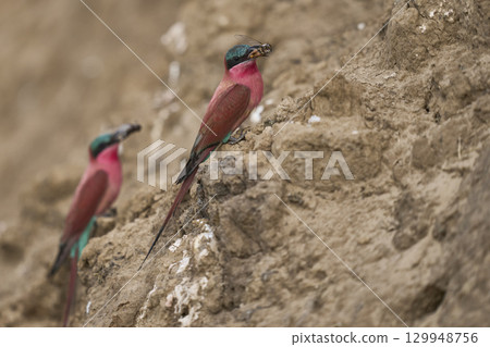 Colony of Southern Carmine Bee-eater Colony of Southern Carmine Bee-eater 129948756