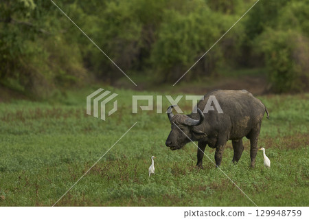African Buffalo grazing in South Luangwa National Park African Buffalo grazing in South Luangwa National Park 129948759