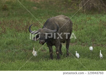 African Buffalo grazing in South Luangwa National Park 129948760