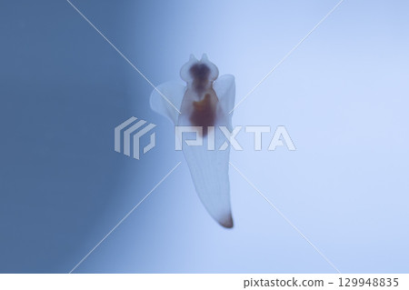 Sea fairy Clione 129948835