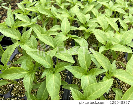 Bell pepper seedlings growing 129948837