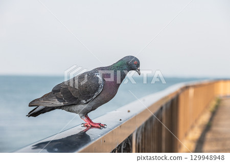 一隻鴿子（野鴿）棲息在籬笆上 129948948