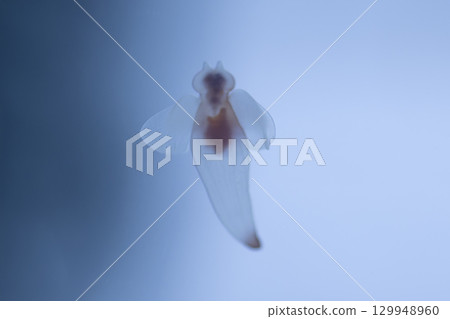 海仙子克莉奧涅 129948960