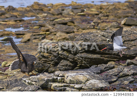 Magellanic Oystercatcher dive-bombing a Striated Caracara 129948983
