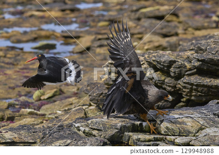 Magellanic Oystercatcher dive-bombing a Striated Caracara Magellanic Oystercatcher dive-bombing a Striated Caracara 129948988