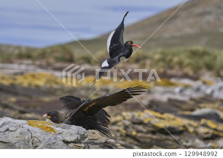 Magellanic Oystercatcher dive-bombing a Striated Caracara Magellanic Oystercatcher dive-bombing a Striated Caracara 129948992