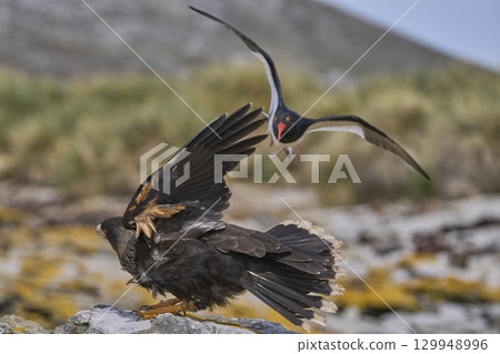 Magellanic Oystercatcher dive-bombing a Striated Caracara Magellanic Oystercatcher dive-bombing a Striated Caracara 129948996