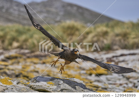 Magellanic Oystercatcher dive-bombing a Striated Caracara Magellanic Oystercatcher dive-bombing a Striated Caracara 129948999