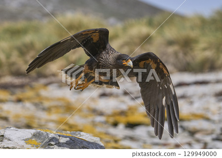 Magellanic Oystercatcher dive-bombing a Striated Caracara 129949000