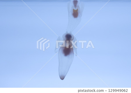 海仙子克莉奧涅 海仙子克莉奧涅 129949062