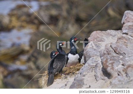 Rock Shag colony Rock Shag colony 129949316