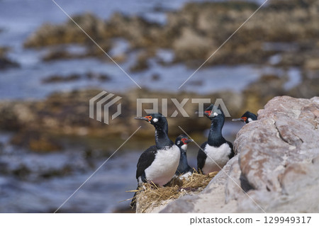Rock Shag colony 129949317