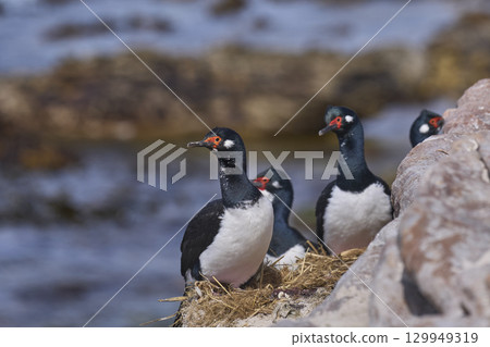 Rock Shag colony 129949319
