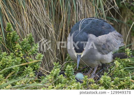 Black-crowned Night-heron nesting amongst vegetation Black-crowned Night-heron nesting amongst vegetation 129949378