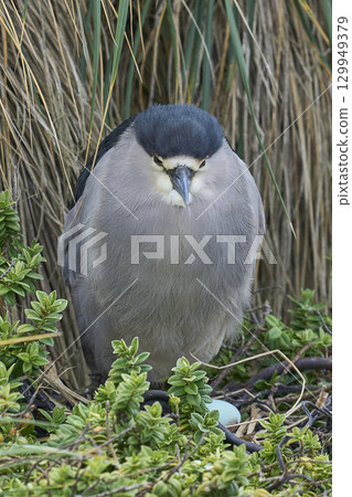 Black-crowned Night-heron nesting amongst vegetation 129949379