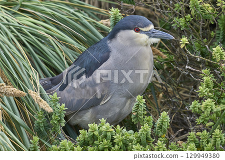 Black-crowned Night-heron nesting amongst vegetation 129949380