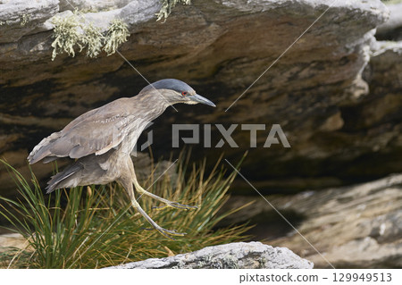 Black-crowned Night-heron in flight 129949513