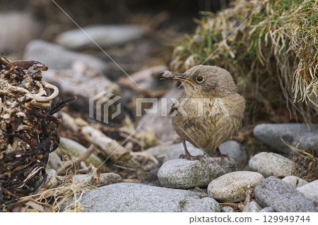 Cobb's Wren foraging 129949744