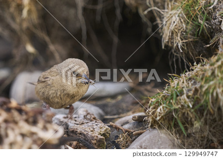Cobb's Wren foraging 129949747
