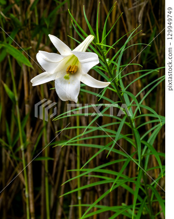 高砂百合花 129949749