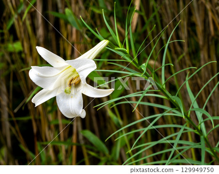 高砂百合花 高砂百合花 129949750