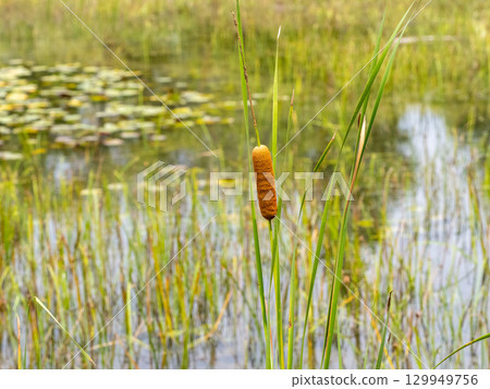 池塘裡生長的香蒲 池塘裡生長的香蒲 129949756
