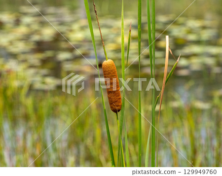 Typha growing in a pond 129949760