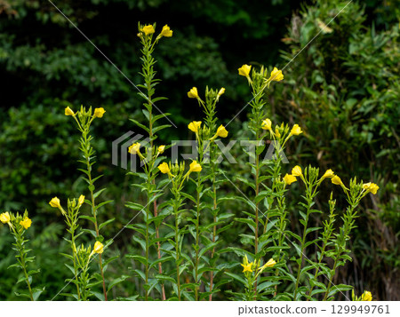 Yellow flowers of evening primrose 129949761