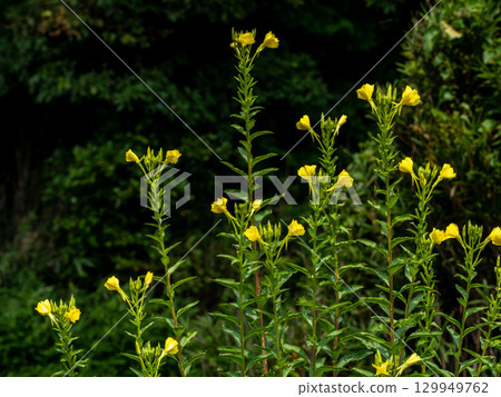 月見草的黃色花 129949762