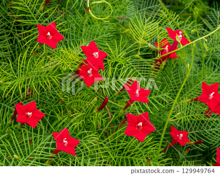 路邊盛開的紅色流香草 129949764