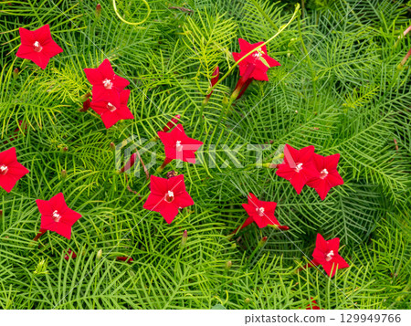 路邊盛開的紅色流香草 路邊盛開的紅色流香草 129949766