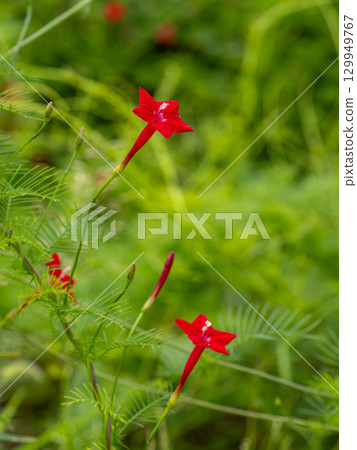 Red leopard plant blooming on the roadside Red leopard plant blooming on the roadside 129949767