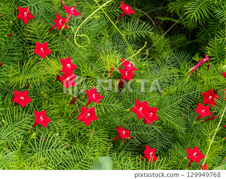 Red leopard plant blooming on the roadside Red leopard plant blooming on the roadside 129949768