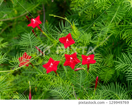 路邊盛開的紅色流香草 路邊盛開的紅色流香草 129949769