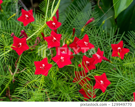 Red leopard plant blooming on the roadside 129949770
