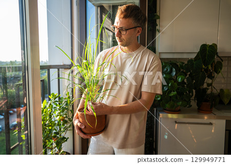 Man check lemongrass leaves on balcony. Home gardening, citrus growing, aromatic plant care Man check lemongrass leaves on balcony. Home gardening, citrus growing, aromatic plant care 129949771