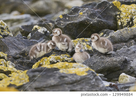 Brood of recently hatched Falkland Steamer Duck Brood of recently hatched Falkland Steamer Duck 129949884