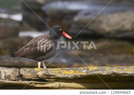 Blackish Oystercatcher Blackish Oystercatcher 129949885