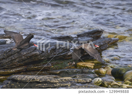 Blackish Oystercatchers in flight 129949888