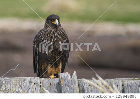 Striated Caracara 129949893