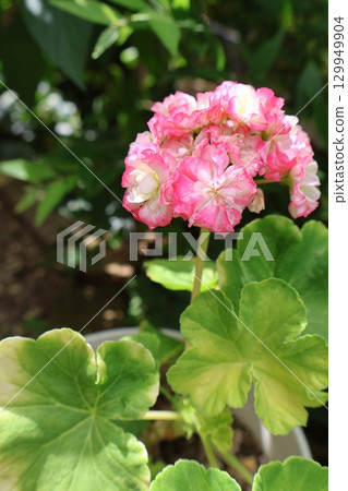 玫瑰盛開的天竺葵花 129949904