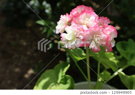 玫瑰盛開的天竺葵花 玫瑰盛開的天竺葵花 129949905