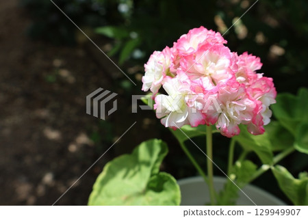 玫瑰盛開的天竺葵花 129949907
