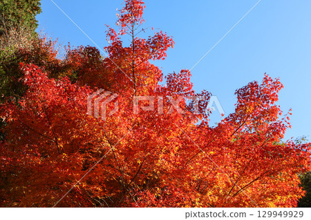 Japan, where bright red autumn leaves and blue autumn skies spread 129949929