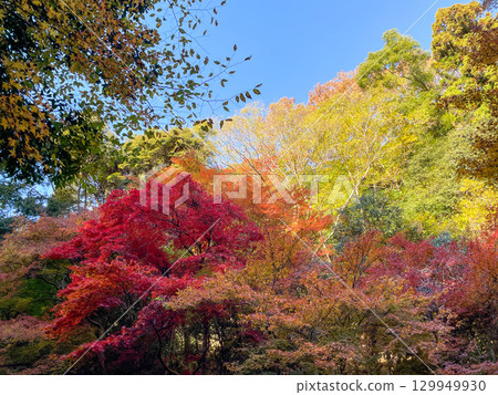 充滿活力的日本秋葉和藍色的秋天天空 129949930