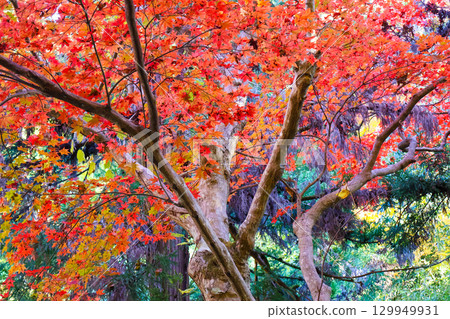 樹上美麗的紅色秋葉 樹上美麗的紅色秋葉 129949931